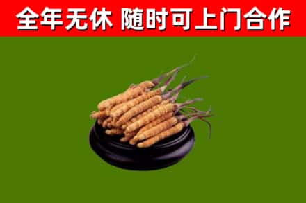 宜阳烟酒回收冬虫夏草.jpg